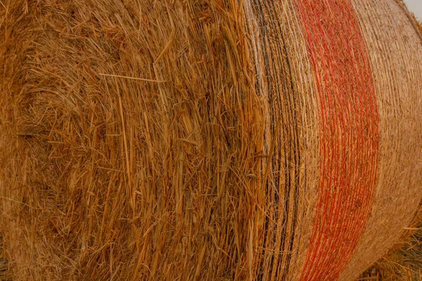 bir alandaki bir saman Silindirik Balya Close-up 