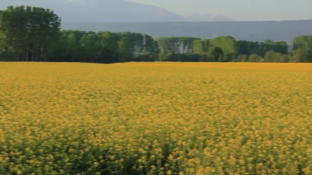 Pole Kwiatów Rzepaku Żółty Oświetlone Przez Słońce Wybuch Żółty Kwitnienia — Wideo stockowe