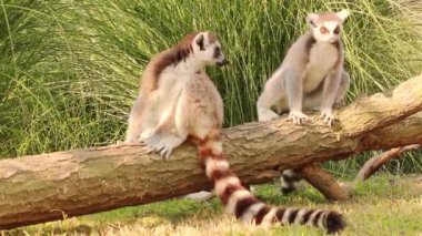 Madagaskar ormanlarında diğer lemurlar bagaja atlarken bir lemur model olarak poz verir.