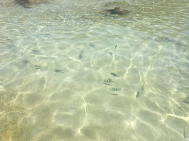 Saf deniz, Chaweng, Koh Samui, Tayland