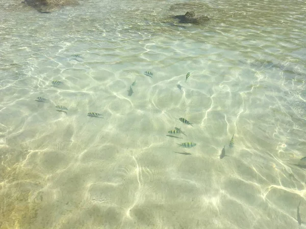 Saf deniz, Chaweng, Koh Samui, Tayland