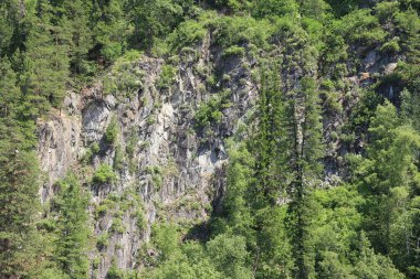 Teletskoe Gölü, Altay, Rusya