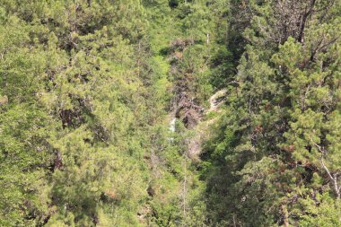 Altay dağlarında Teletskoe Gölü, Rusya