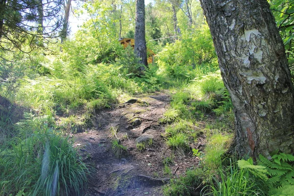 Teletskoe Gölü, Altay, Rusya