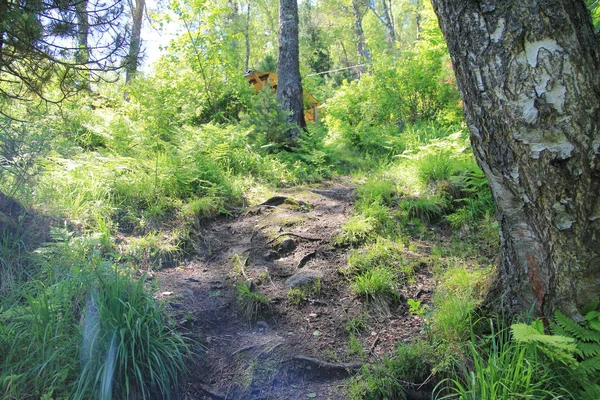 Teletskoe Gölü, Altay, Rusya