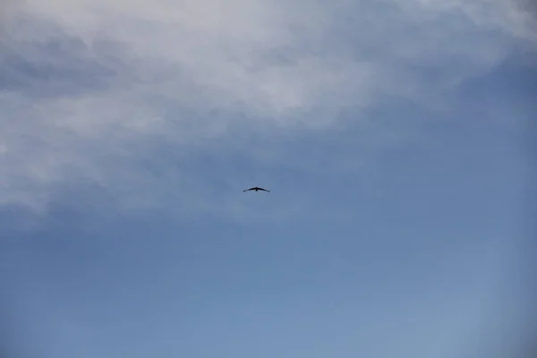 空の小鳥 — ストック写真