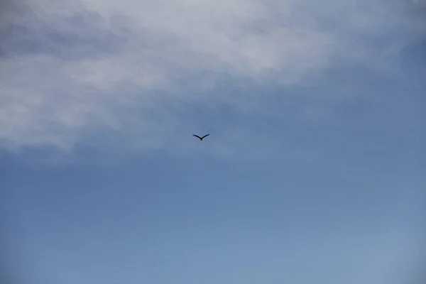 Little Bird Sky — Stock Photo, Image