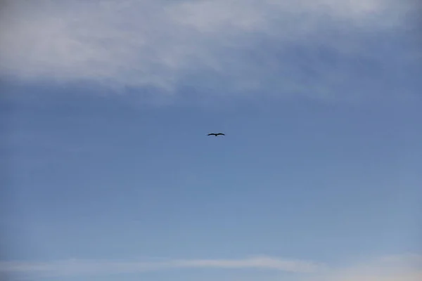 Gökyüzündeki küçük kuş