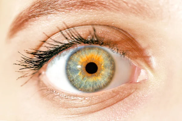 Yellow eyes Stock Photos, Royalty Free Yellow eyes Images