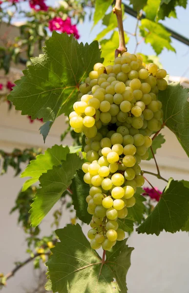 Спелые греческие виноград, зеленые листья, на открытом воздухе — стоковое фото