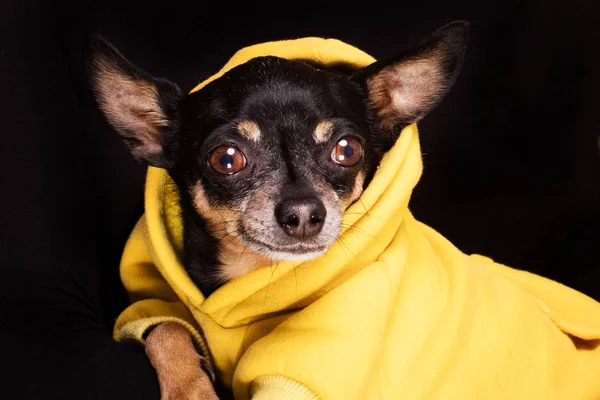 Chihuahua dog looking at camera