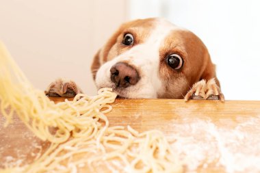 Mutfakta yiyeceği olan sevimli bir av köpeği..