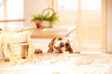 Mutfakta yiyeceği olan sevimli bir av köpeği..