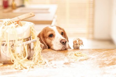 Mutfakta yiyeceği olan sevimli bir av köpeği..