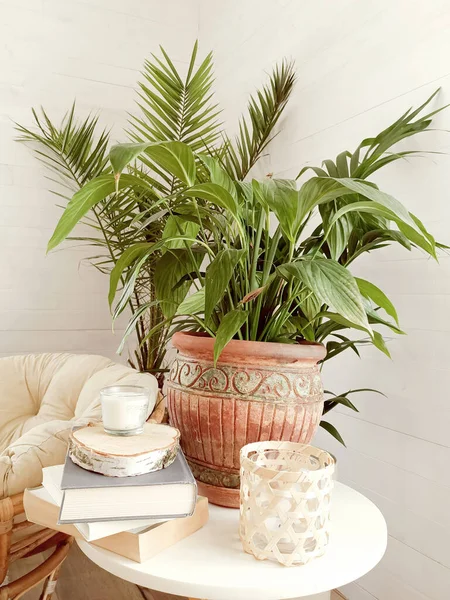 거실에 민족이 화분에 녹색식물 — 스톡 사진