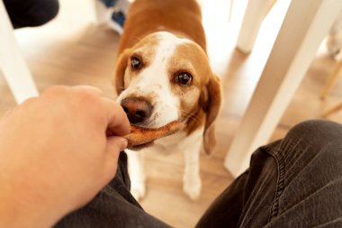 Masanın altında bir şeyler yiyen meraklı av köpeği..