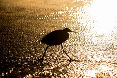 Gün batımında denizde bir balıkçıl silueti.