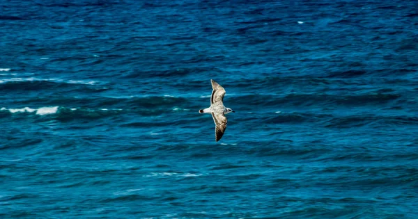 Denizin üzerinde uçan bir martı