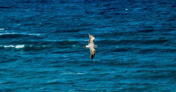 Denizin üzerinde uçan bir martı