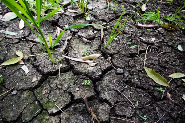 Un parche de tierra agrietada con hierba — Foto de Stock