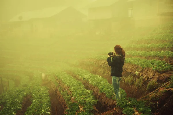 Asia turist kvinna i strawberry farm på berget doi angkhang en — Stockfoto