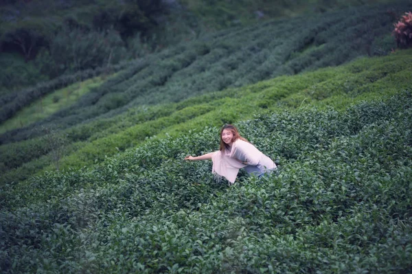 Donna asiatica raccolta foglia di tè in piantagione, montagna di Angkhang Th — Foto Stock