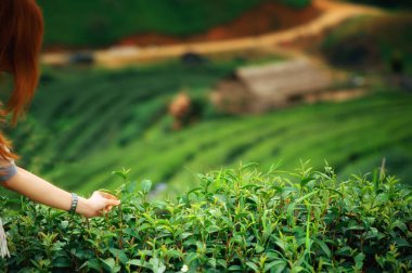 Çay yaprağı Tayland doi angkhang dağda koparma el 