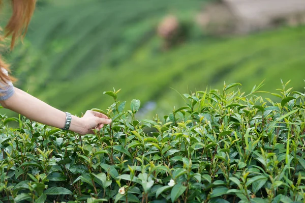 Ręka, skubania liści herbaty na doi angkhang górskich w Tajlandii — Zdjęcie stockowe
