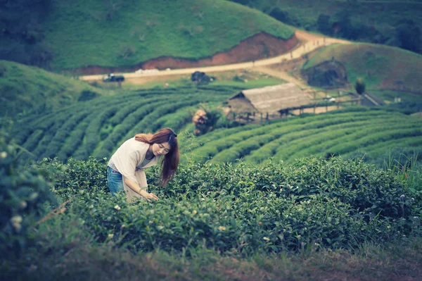 Asian beautiful woman picking tea leaf in tea plantation, Angkhang mountain Chiangmai Thailand, vintage effect