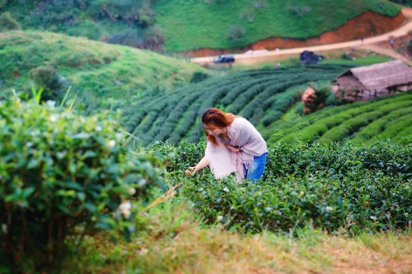 Asia fericit femeie recoltarea frunze de ceai pe doi angkhang munte — Fotografie, imagine de stoc
