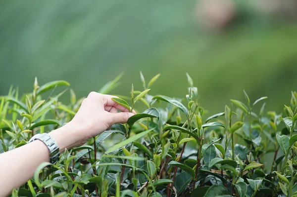 Asian woman hand picking tea leaf in tea plantation, Angkhang mountain Chiangmai Thailand