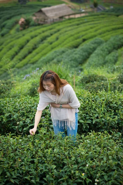 Asia feliz mujer cosechando té hojas en doi angkhang montaña —  Fotos de Stock