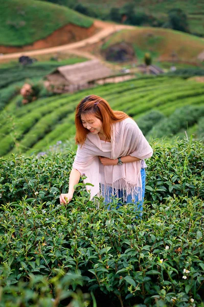 Asiático feliz mujer picking té hoja en campo en doi angkhang moun —  Fotos de Stock