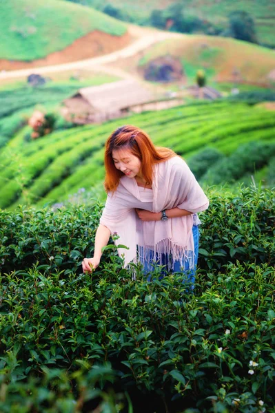 Asia feliz mujer cosechando té hojas en doi angkhang montaña —  Fotos de Stock