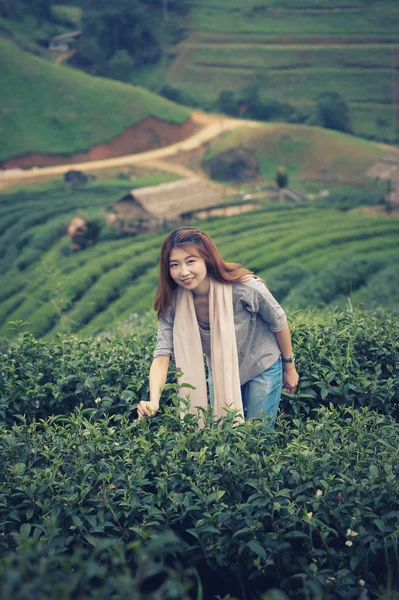 Ásia feliz mulher colheita chá folhas no doi angkhang montanha — Fotografia de Stock