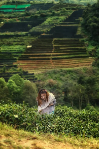 Mujer Hermosa Asiática Recogiendo Hojas Plantación Angkhang Montaña Chiangmai Tailandia —  Fotos de Stock