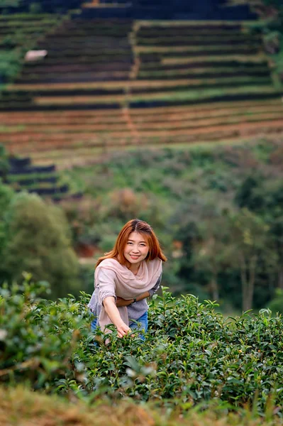 Asiático feliz mujer picking té hoja en campo en doi angkhang moun —  Fotos de Stock