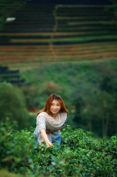Asiático feliz mujer picking té hoja en campo en doi angkhang moun —  Fotos de Stock