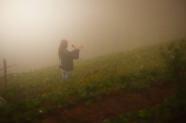 Asya turist kadın DOI angkhang Dağı'nda çilek gruptaki bir
