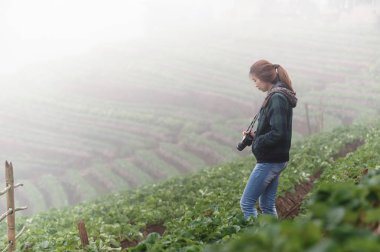 Asya turist kadın DOI angkhang Dağı'nda çilek gruptaki bir