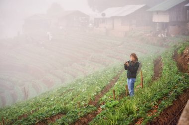 Asya turist kadın DOI angkhang Dağı'nda çilek gruptaki bir