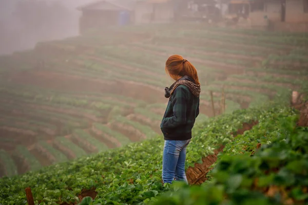 Asia turystycznych Kobieta w farmie truskawek na górze doi angkhang — Zdjęcie stockowe