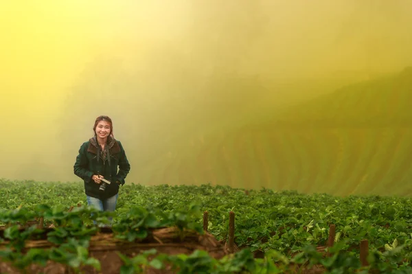 Asia turystycznych Kobieta w farmie truskawek na górze doi angkhang — Zdjęcie stockowe