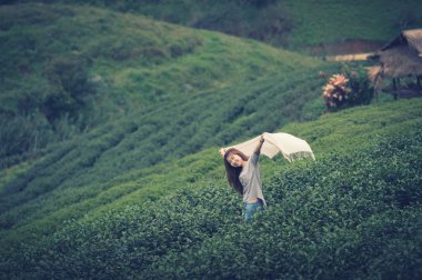 Asyalı kadın Çay yaprağı ekimi, Angkhang dağ inci toplama