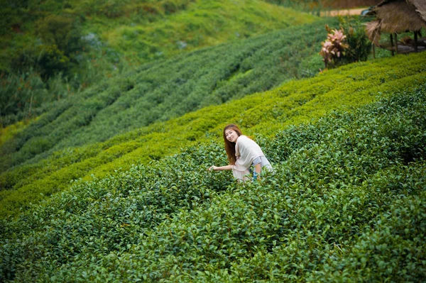 Asia feliz mujer cosechando té hojas en doi angkhang montaña —  Fotos de Stock