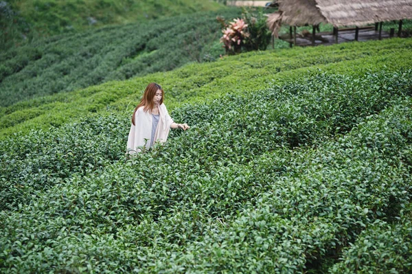 Mujer asiática recogiendo hojas de té en la plantación, Angkhang montaña Th —  Fotos de Stock