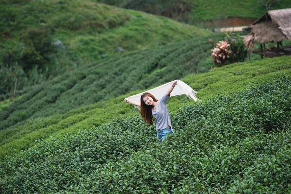 Asian woman picking tea leaf in plantation, Angkhang mountain Th