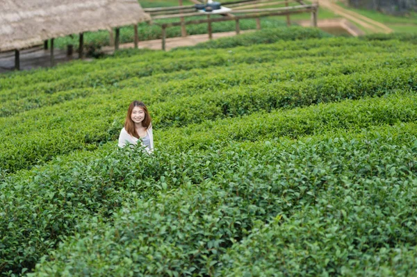 Asiatische Touristin inmitten vieler Teeplantagen am doi angkhang — Stockfoto