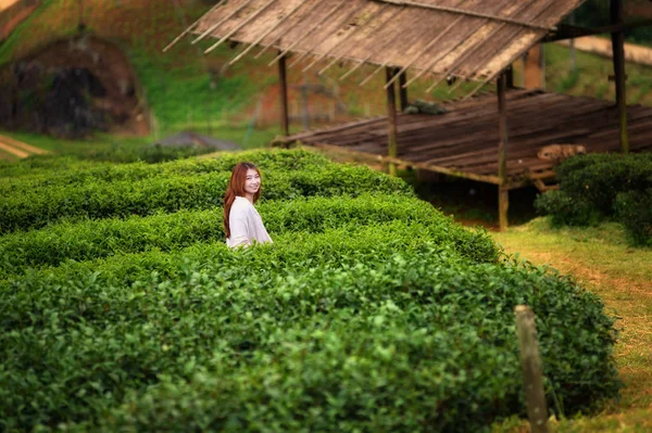 亚洲幸福的女人采摘茶叶 doi 安康山 — 图库照片