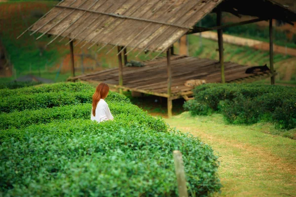 Asiático feliz mujer picking té hoja en campo en doi angkhang moun —  Fotos de Stock